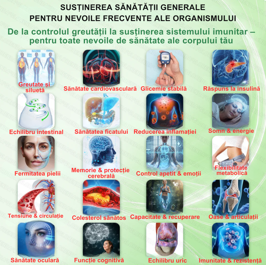 Plasturi berberina