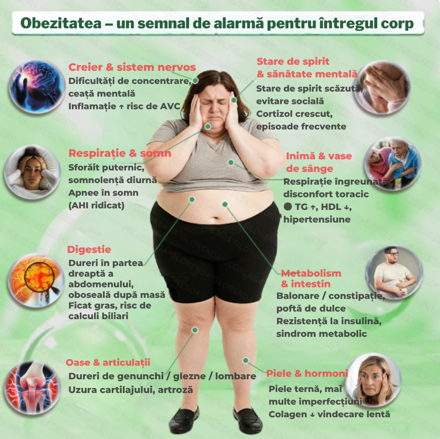 Plasturi berberina